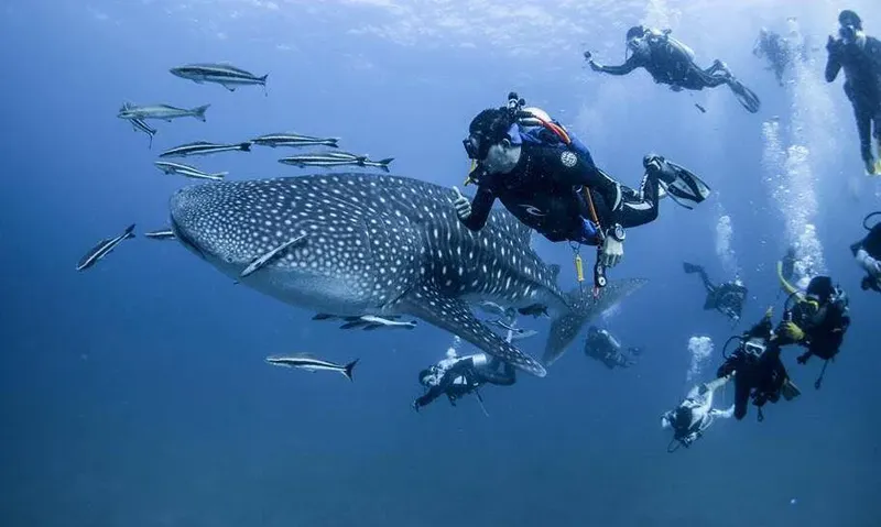 Plongeurs évoluent avec un requin baleine et des poissons tropicaux