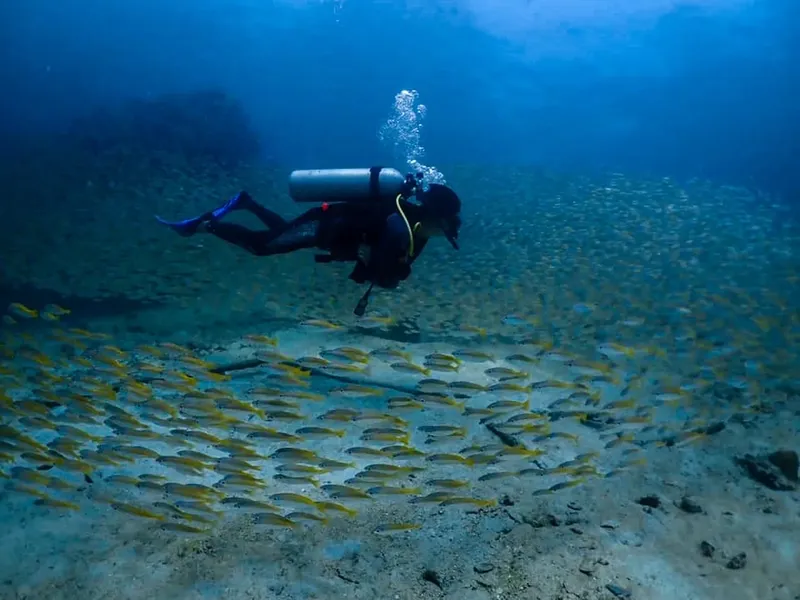 Plongeur evoluant au milieu d'un banc de poissons dans l'eau bleue