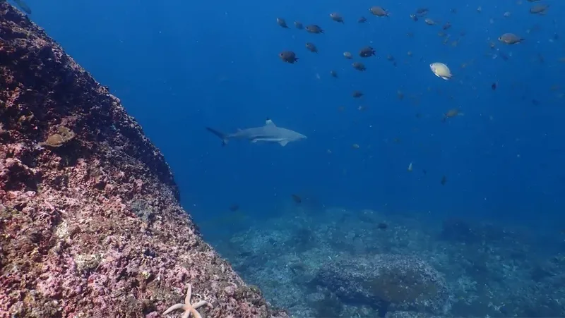 Requin de récif à la nage dans un environnement sous-marin bleu