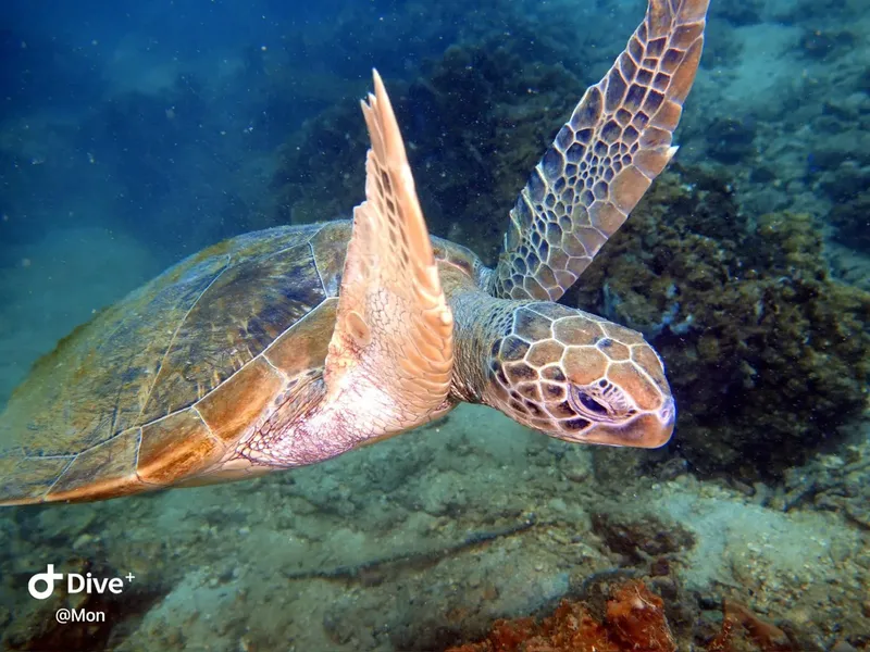 Tortue marine nageant gracieusement dans un environnement sous-marin rocheux et lumineux