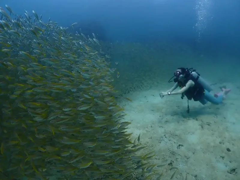 Plongeuse évolue au milieu d'un banc de poissons jaunes en mer