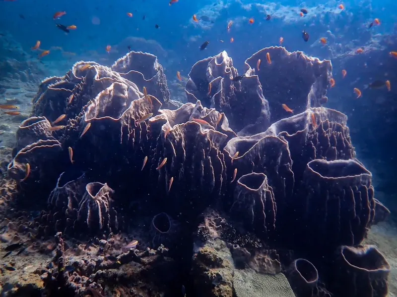 Éponge géante et banc de petits poissons colorés en milieu marin