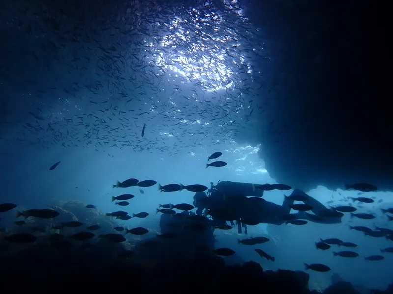 Banc de poissons et plongeur sous un récif corallien éclairé
