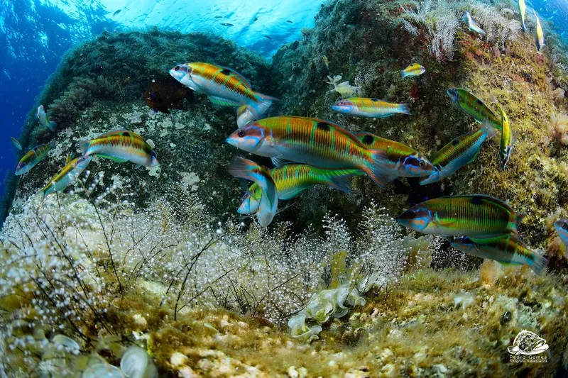 Banc de poissons colorés nageant autour d'un récif corallien ensoleillé
