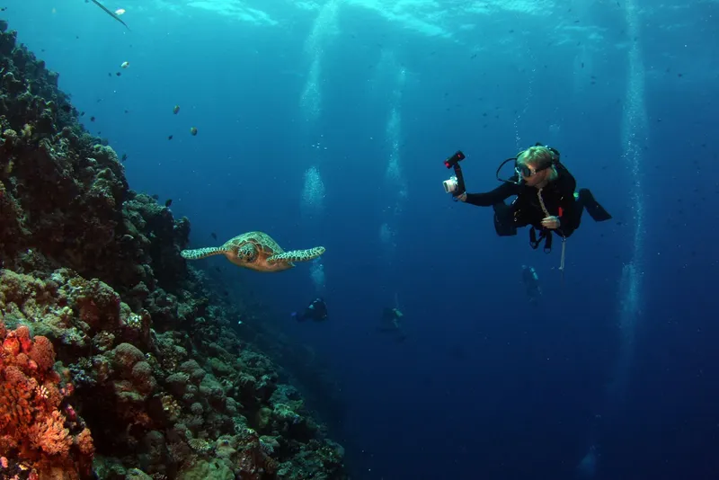 Plongeuse photographiant une tortue marine au milieu d'un récif corallien