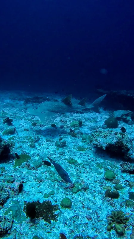 Raie manta nageant au-dessus d'un fond marin rocheux et corallien