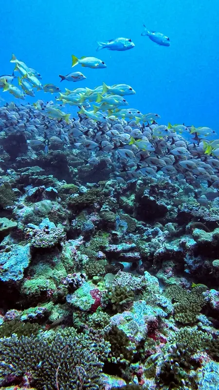 Récif corallien luxuriant avec banc de poissons tropicaux en pleine eau