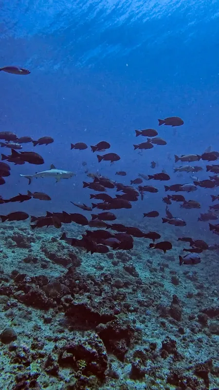 Banc de poissons et requin évoluant au-dessus d'un fond rocheux