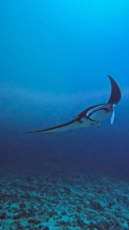 Raie manta nageant gracieusement dans les eaux bleues de l'océan