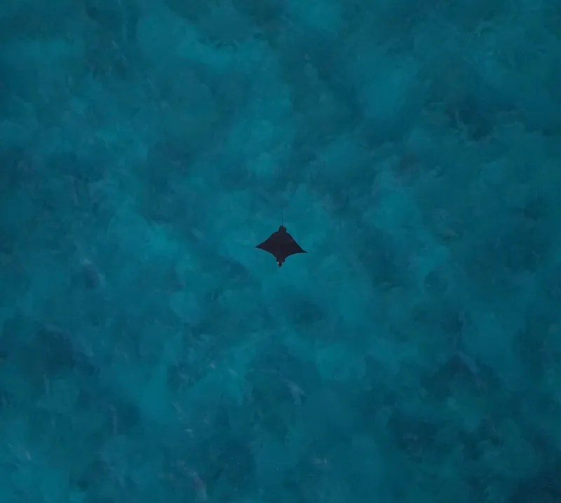 Raie manta nageant dans une eau turquoise claire et peu profonde