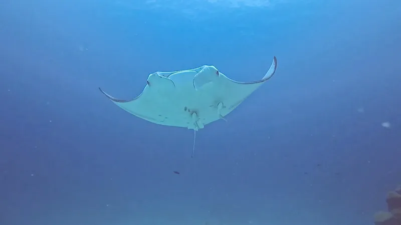 Raie manta nageant gracieusement dans l'eau bleue, vue sous-marine