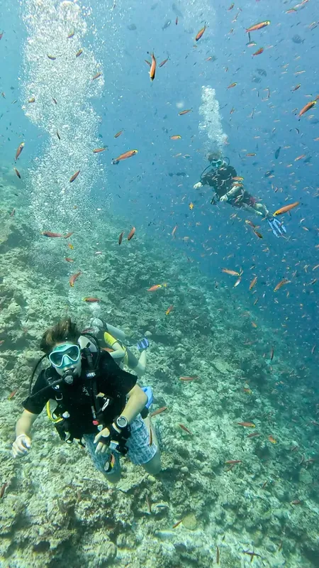 Deux plongeurs explorent un récifal corallien peuplé de petits poissons