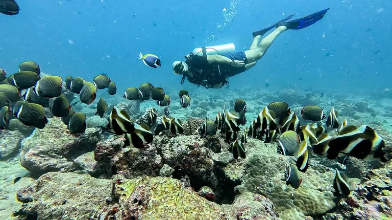 Plongeur au milieu d'un banc de poissons colorés sur un récif corallien