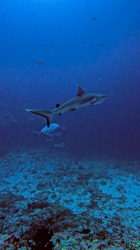 Requin de récif pointe noir nageant au-dessus d'un fond marin rocheux