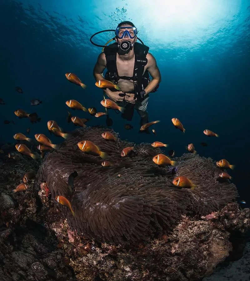 Plongeur au-dessus d'une anémone de mer et de nombreux poissons clowns