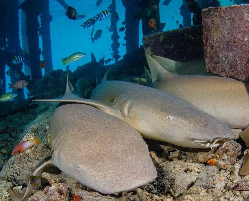 Deux requins nourrice se reposent sur un fond rocheux corallien