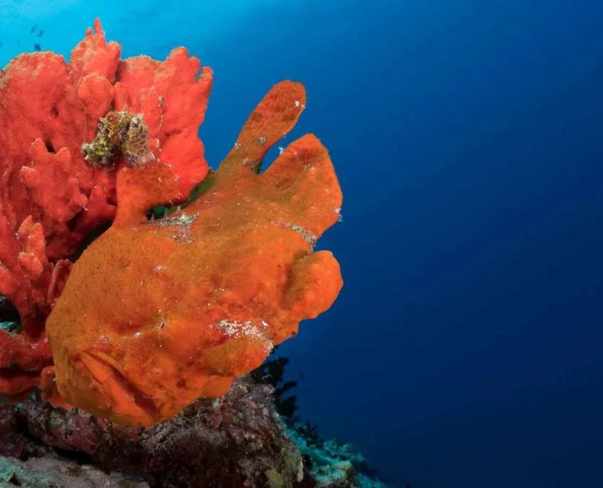 Poissons-feuilles orange et corail rouge sur fond bleu profond
