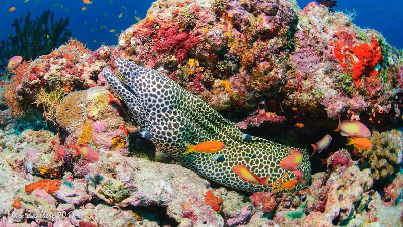 Murène tachetée émergeant d'un récifal corallien coloré avec poissons