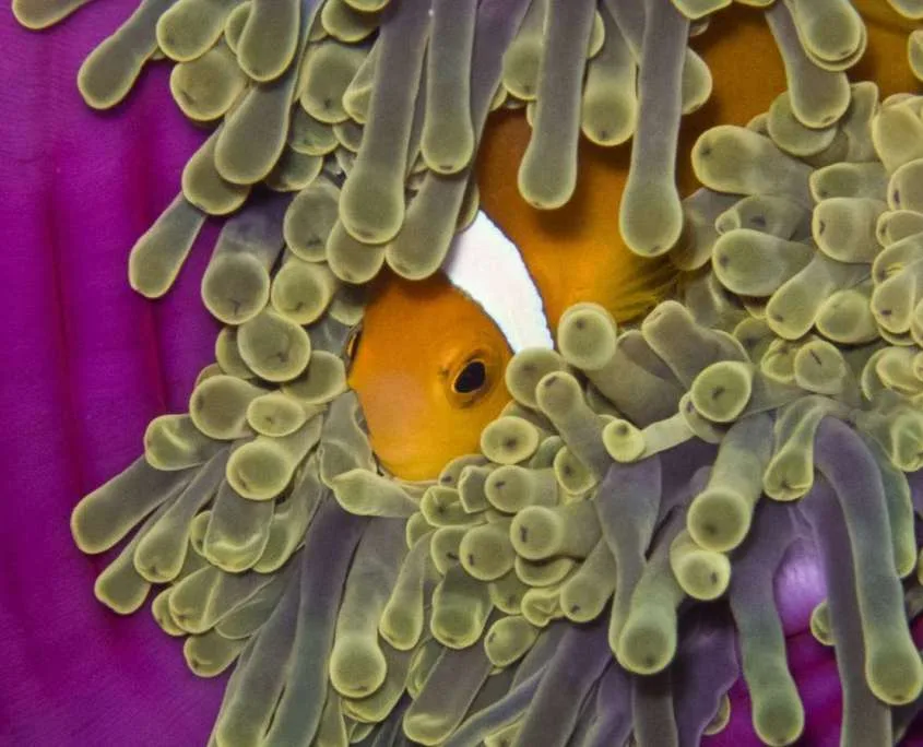 Poisson clown se cache dans les tentacules d'une anémone de mer