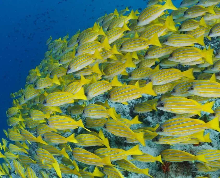 Un banc de poissons jaunes à rayures blanches nage près d'un récifal