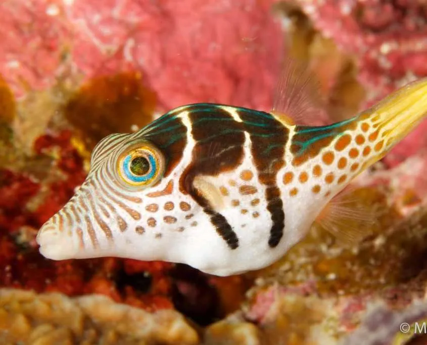Poisson zébré tropical nageant près d'un récifal corallien coloré