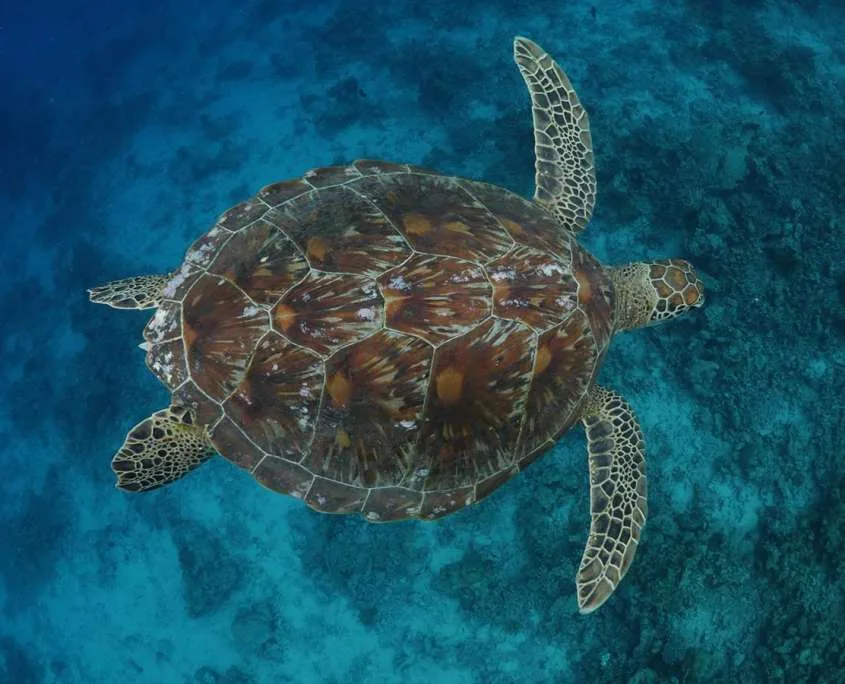Tortue marine nageant au-dessus d'un récifal corallien en eaux bleues