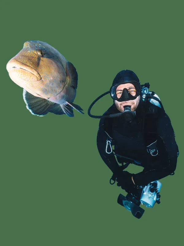 Un plongeur face à un grand poisson plat en milieu aquatique