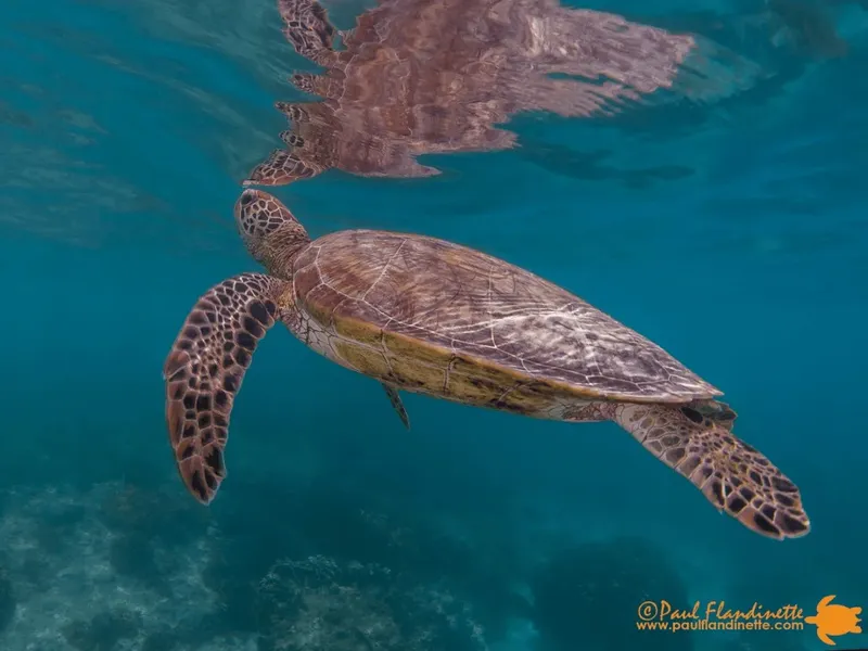 Tortue marine nageant paisiblement dans une eau turquoise et limpide