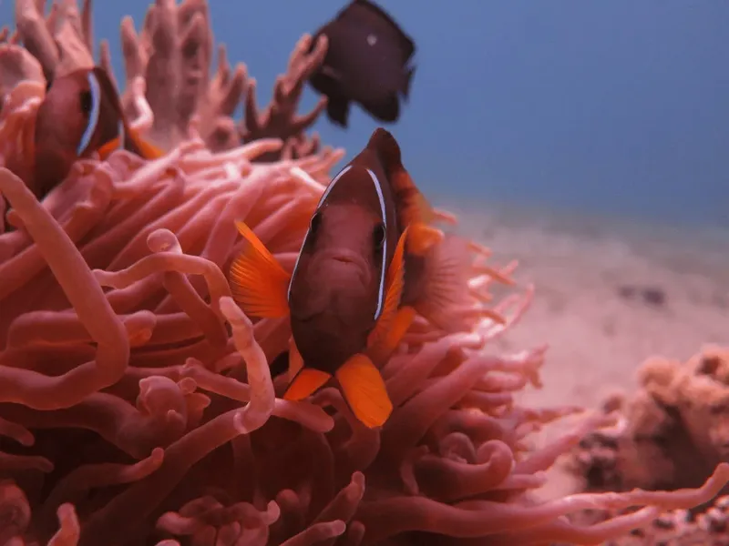 Poissons clowns se cachant dans les tentacules d'une anémone de mer