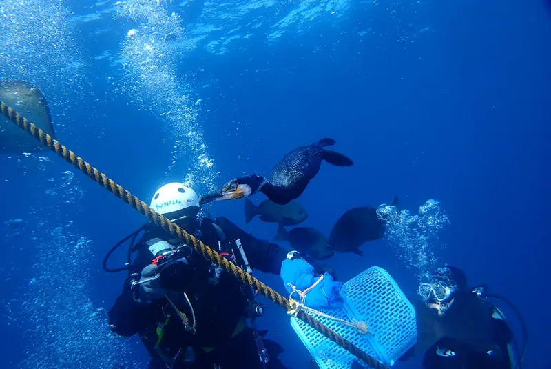 Plongeurs interagissent avec une tortue marine dans un environnement bleu