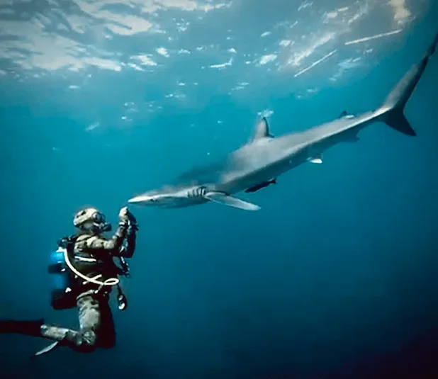 Un plongeur face à un requin bleu en pleine eau