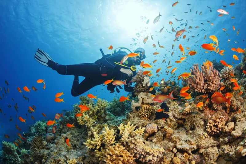 Plongeur explore un récif corallien peuplé de nombreux poissons colorés