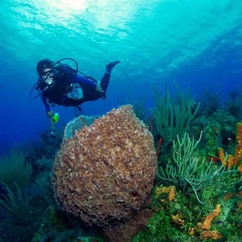 Plongeur explorant un récif corallien en eau bleue claire