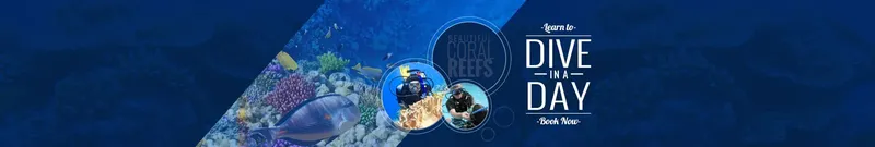 Plongeurs et poissons tropicaux dans un récif corallien bleu