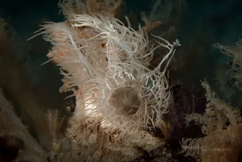 Nudibranche plumeau, animal marin blanc et délicat, sur corail