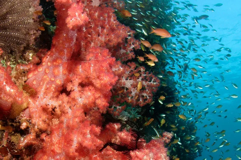 Coraux gorgones rouges et banc de poissons tropicaux en mer