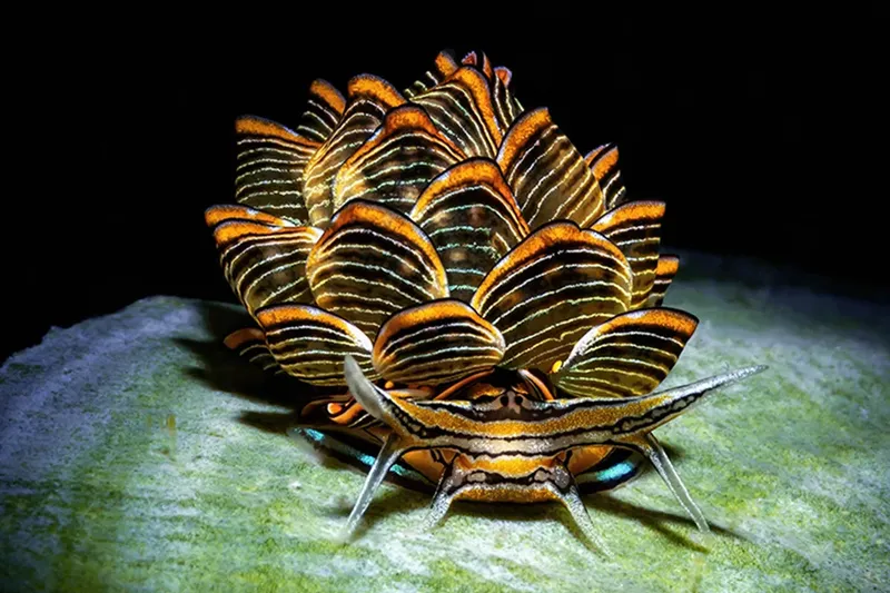Nudibranche spectaculaire aux motifs rayés et couleurs vives sur roche