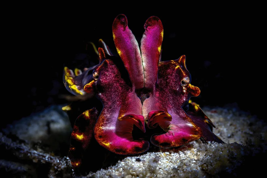 Pieuvre colorée sur fond sombre, habitat marin, faune sous-marine