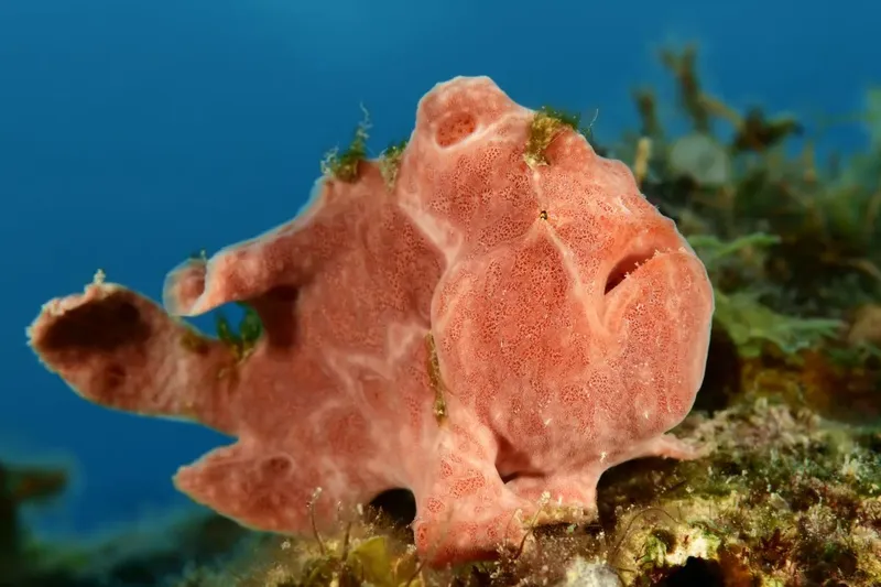 Poisson-feuille rose se camoufle sur un fond rocheux et algal