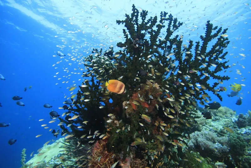 Coraux colorés et poissons tropicaux dans un récif sous-marin