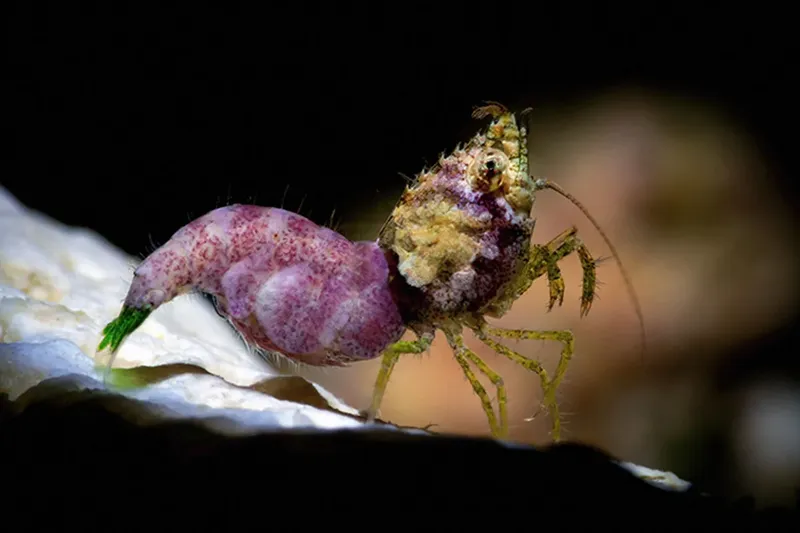 Crevette enceinte colorée sur une surface blanche dans l'océan