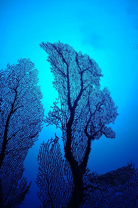 Coraux noirs gorgones sous l'eau, lumière bleue, ambiance marine profonde