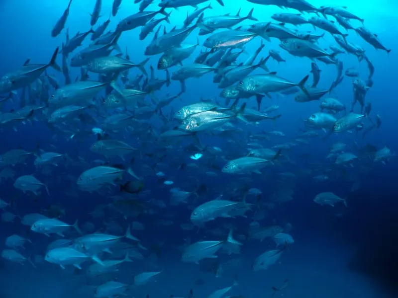 Banc de carangues argentées nageant en formation dans l'eau bleue