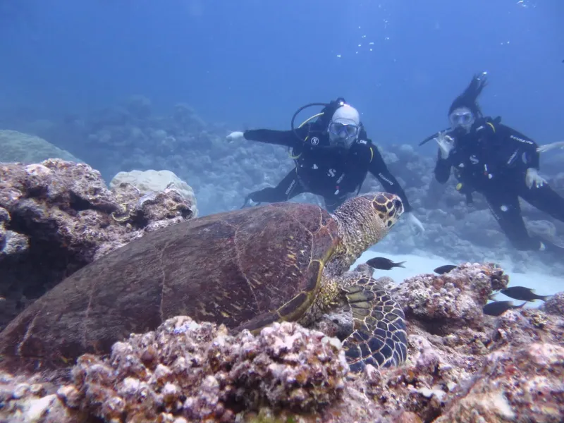 Deux plongeurs nagent près d'une tortue marine sur un récif corallien