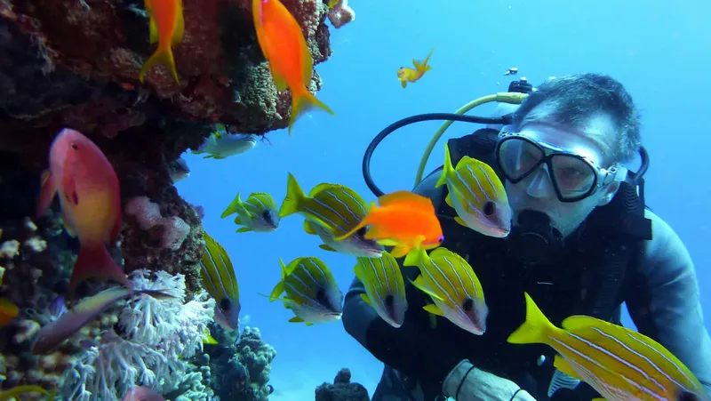 Plongeur entouré de poissons colorés sur un récifal corallien