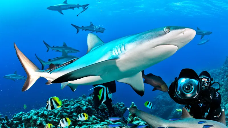 Plongeur photographiant un grand requin gris entouré d'autres poissons