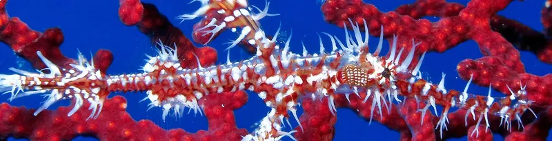 Hippocampe épineux rouge et blanc sur corail rouge en mer