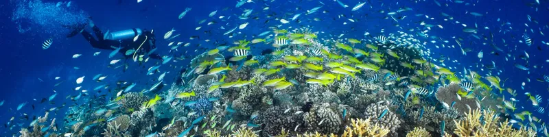 Plongeur explorant un récif corallien riche en poissons colorés