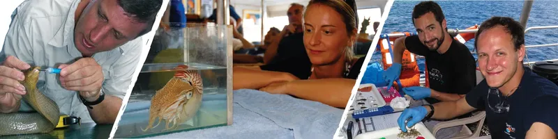 Personnes manipulant des animaux marins, probablement des seiches ou poulpes