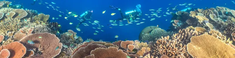Plongeurs explorent un récif corallien riche en vie marine